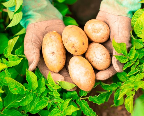 Potato grower Mallorca