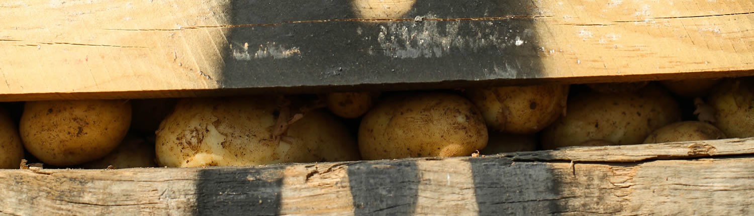 Empresa exportació de patates Espanya