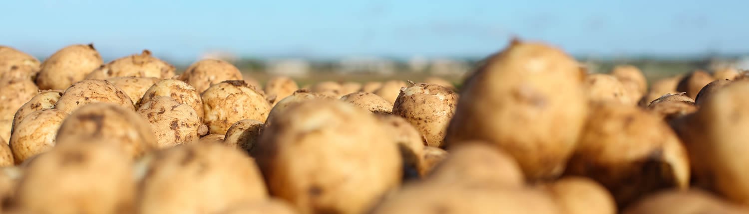 Buy potatoes wholesale in Spain