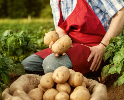 Potato producer Mallorca