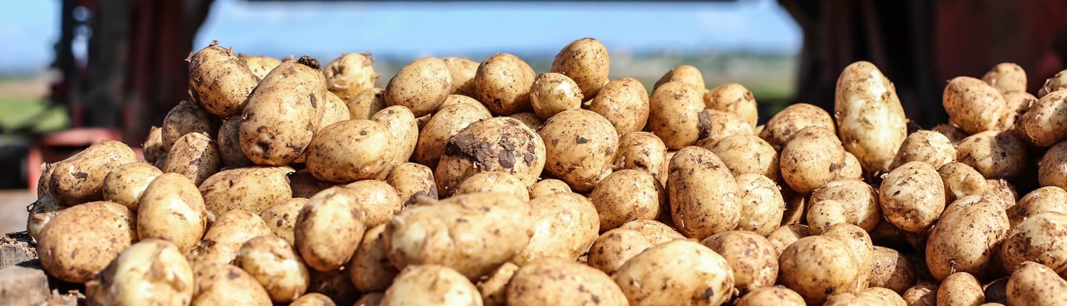 Empresa exportación de patatas Mallorca