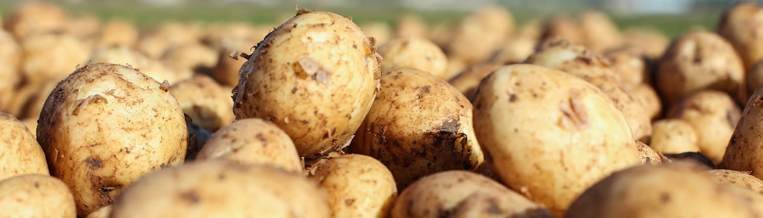 Venta de patatas al por mayor en España
