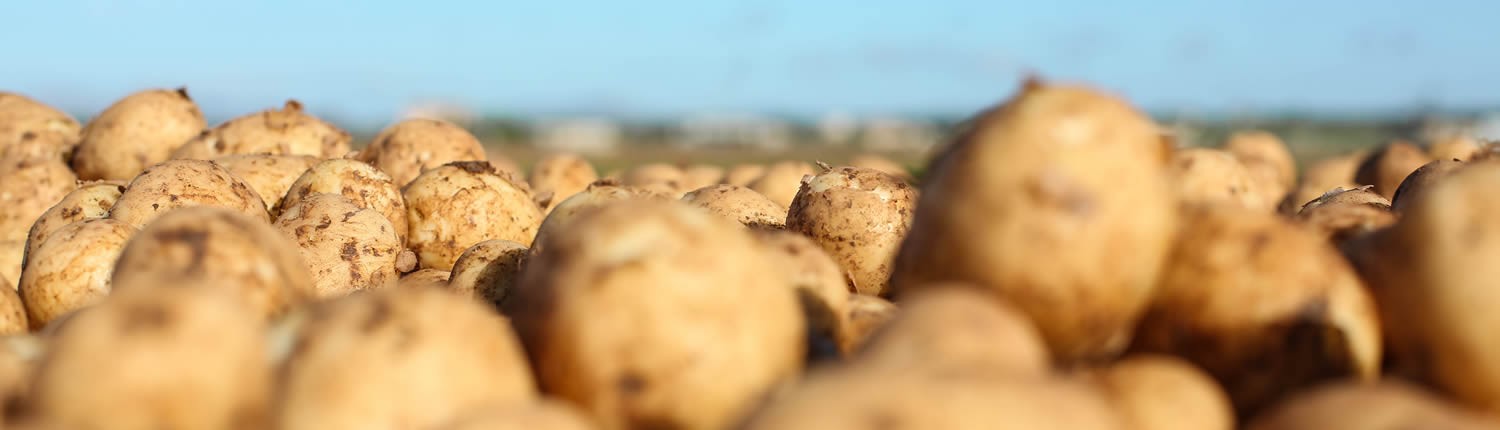 Venda de patates a l'engròs a Mallorca