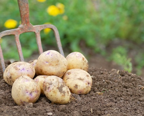 Potato grower Mallorca