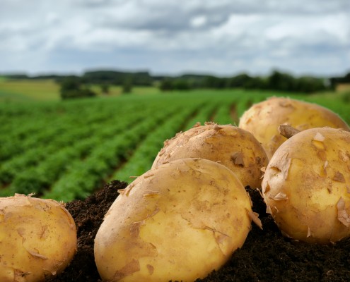 Potato exporter Spain