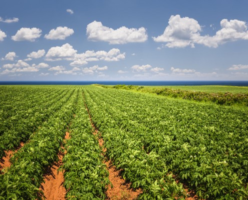 Potato grower Mallorca