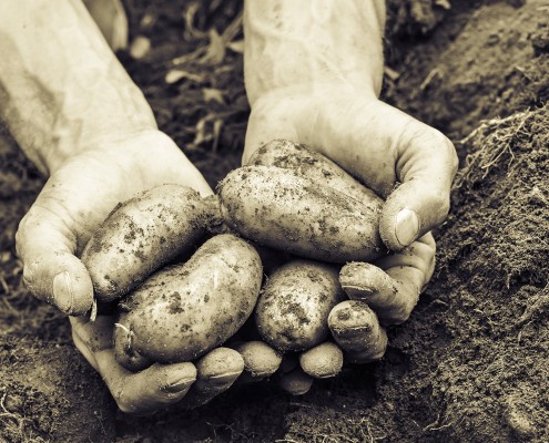 Patatas de importación España