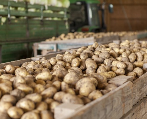 Producción de patata mallorquina