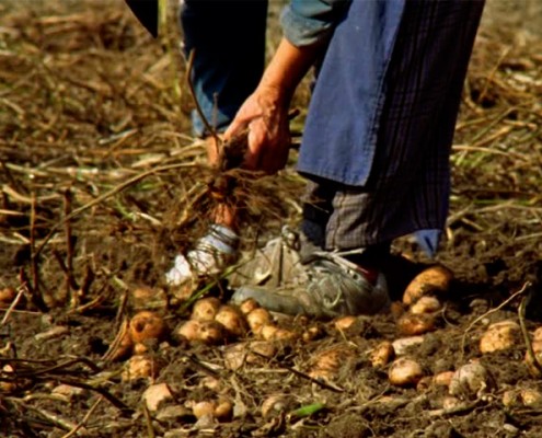 Potato producer Mallorca